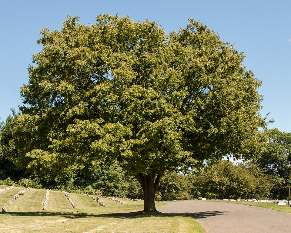 Zelkova